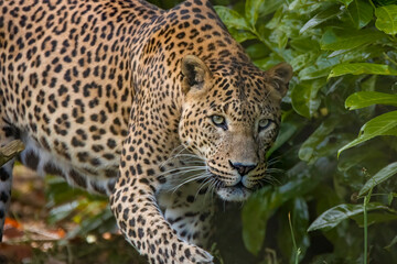 Fototapeta na wymiar Sri Lankan leopard on the prowl