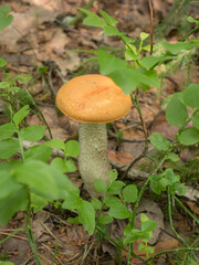 orange boletus in the forest