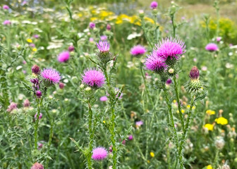 purple flowers of welted thistle (Carduus acanthoides) grow on the lawn