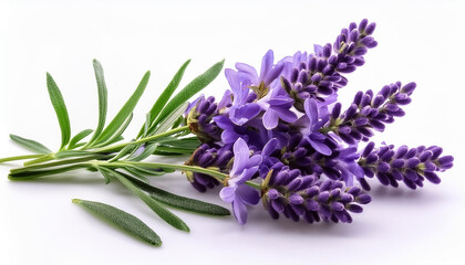A close-up view of a lavender sprig with purple flowers and green leaves, isolated on a white background.