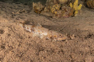 Fish swimming in the Red Sea, colorful fish, Eilat Israel

