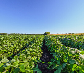 Rows of Healthy Green Soybean Crops in a Large Agricultural Field. Set against a clear Summer sky....