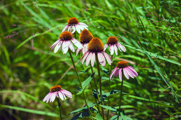 Flowers of Echinacea purpurea, Asteraceae. Echinacea purpurea, also known as the eastern purple coneflower, purple coneflower, hedgehog coneflower