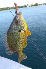 Sunfish catch