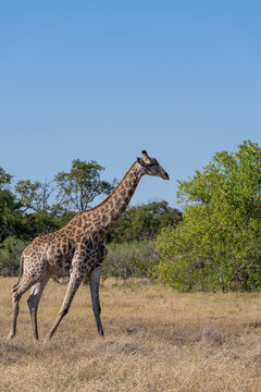 Giraffe walking in the savannah in  the Okavango Delta,  Botswana, observed during a morning game drive