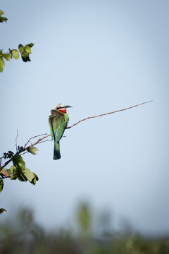 Kingfisher in Zambezi National Park, Zimbabwe, observed during a morning game drive