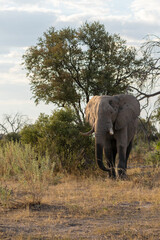 Fototapeta premium Elephant in Zambezi National Park, Zimbabwe observed during a morning game drive