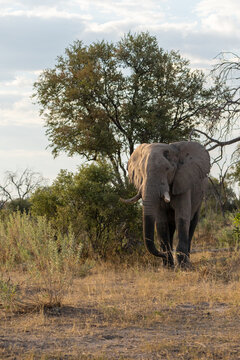 Elephant in Zambezi National Park, Zimbabwe observed during a morning game drive