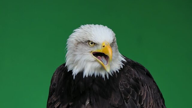 American eagle screaming on green screen, slow motion