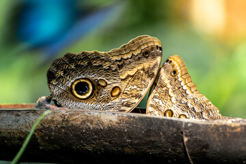 Butterflies mimetising on a branch in Costa Rica