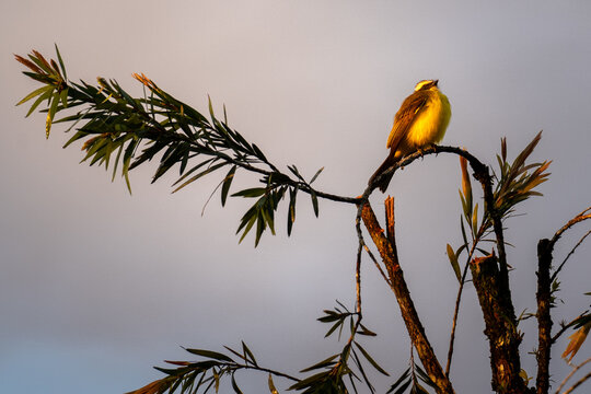 Bird singing on a branch at sunrise in La Fortuna, Costa Rica