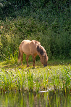 Horse grazing in Oranjezon, Netherlands, observed during a morning walk