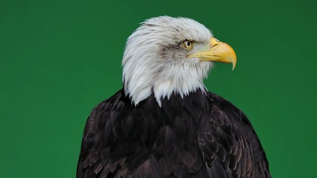 American Eagle turns head in different directions on green screen, slow motion