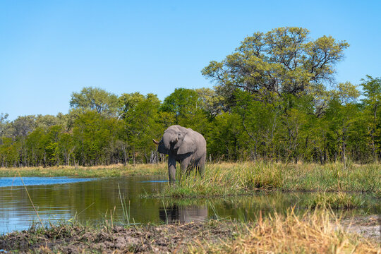 Elephant drinking and taking a mud bath at a water hole in the Okavango Delta, Botswana 