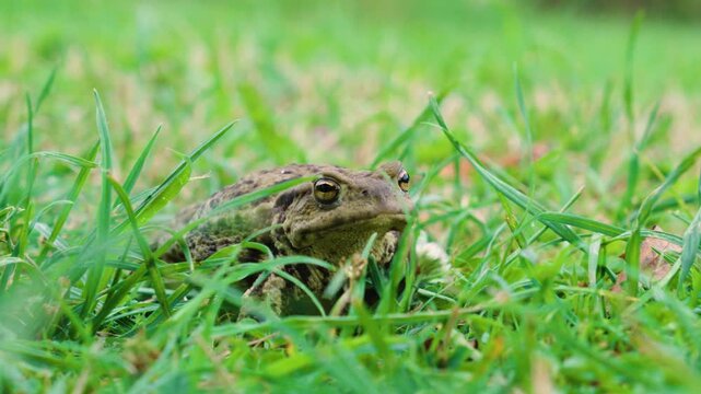 A large toad sits in the grass