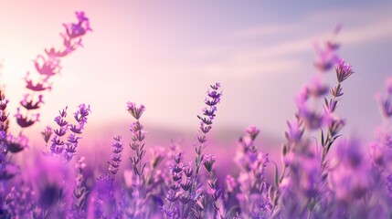 Naklejka premium Lavender Field at Sunset