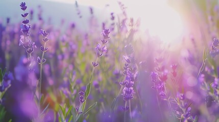 Obraz premium Lavender Field bathed in Soft Sunlight