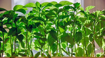 A Verdant Symphony of Indoor Garden Life