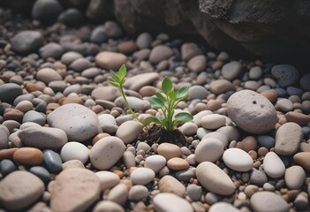 Resilient Herb Plant Growing Strong Among Rocks: Nature’s Leafy Growth