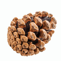 Brown pine cone on white background with clipping pass