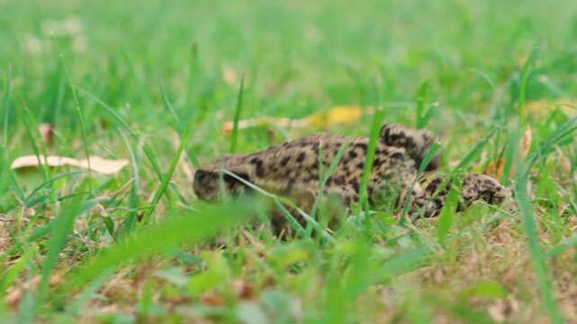 Large toad moves in the grass