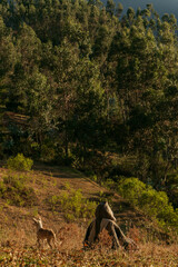 mujer sentada junto a su perro viendo el horizonte frente a una montaña 