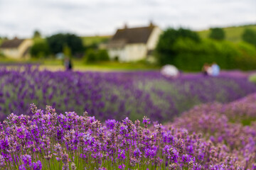 Fototapeta premium Beautiful purple Lavender in the rural English countrside