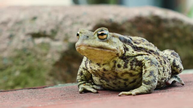 Big toad sits on the board