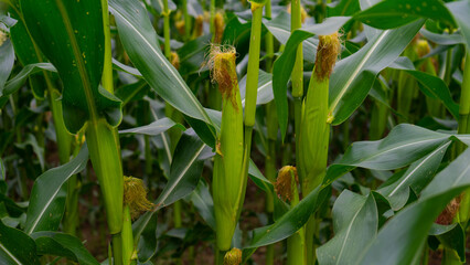 A closeup shot of corn on the cob in the field in summer, inside corn field