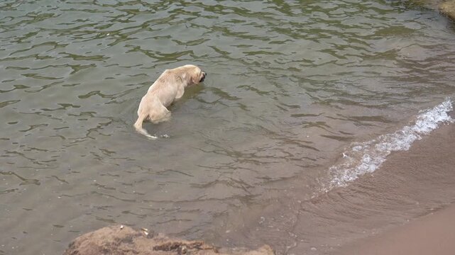 dog having fun in the sea 
