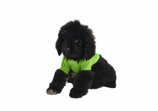 recommend clip art: Small Newfoundlander dog of two months in a green  T-shirt  a white background