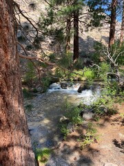 river in the forest