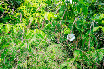 grass and wildplants in the field