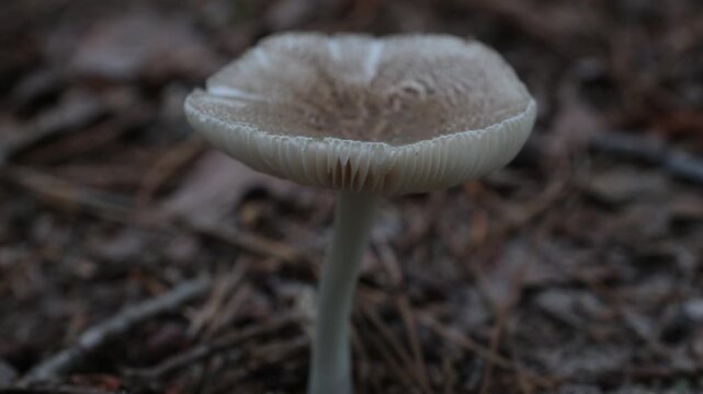 mushroom in the woods