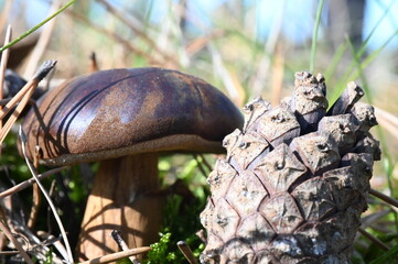 Podgrzybek Brunatny © Endrryu