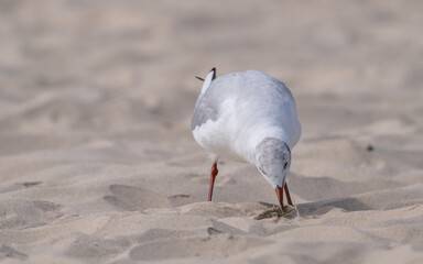 seagull on the beach eating a fish