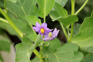 Eggplant blooms in open ground
