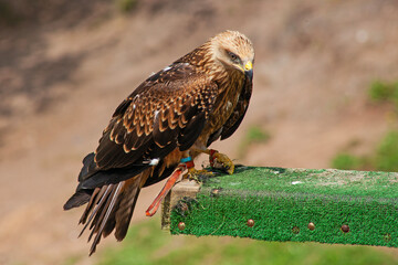 Close up of wild bird, black lkute, in cabarceno zoo