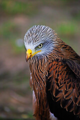 Wild bird red kite taken in zoo in Spain