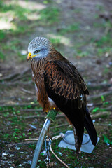 Wild bird red kite taken in zoo in Spain