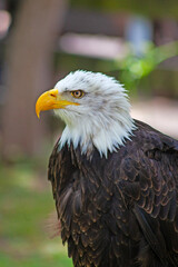 Large bald eagle close up taken in zoo in Spain