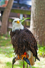 Large bald eagle close up taken in zoo in Spain
