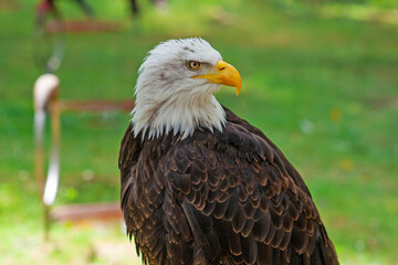 Large bald eagle close up taken in zoo in Spain