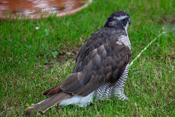 Wild bird, goshawk hawk taken in zoo in Spain