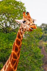 Funny giraffe taken in cantabria north spain safari zoo