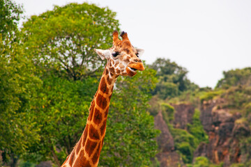 Fototapeta premium Funny giraffe taken in cantabria north spain safari zoo