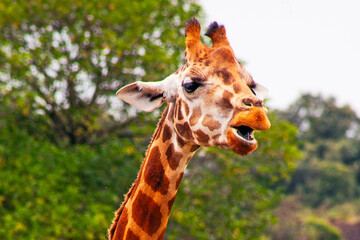 Funny giraffe taken in cantabria north spain safari zoo