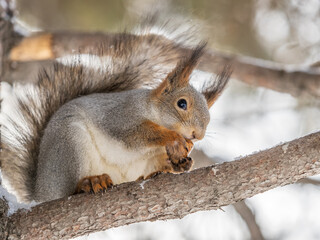 The squirrel with nut sits on tree in the winter or late autumn