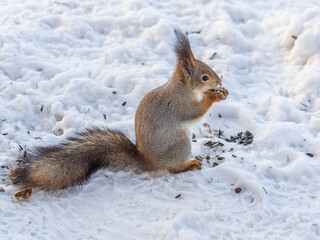 The squirrel in winter sits on white snow.
