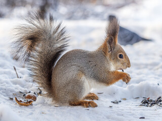 The squirrel in winter sits on white snow.